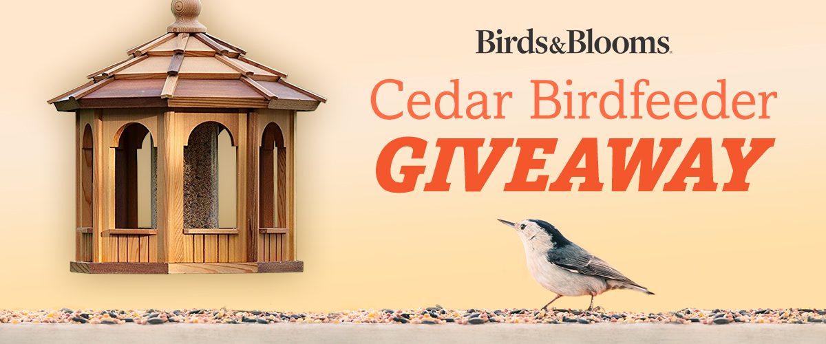 Birds & Blooms Cedar Birdfeeder Giveaway