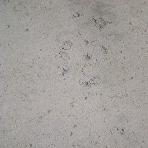concrete floor without sealer