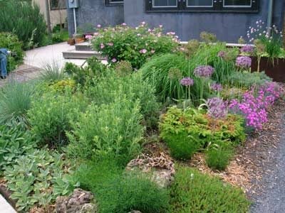 Xeriscaping: Early summer