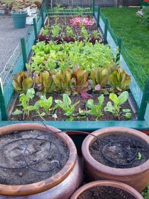 Raised-bed vegetable garden