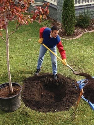 Planting a potted tree